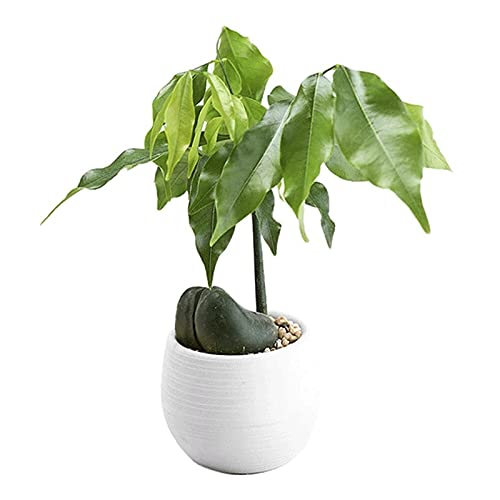 Colorful Mini Round Plastic Vase - Small Flower Pot for Succulent Plants, Home & Office Decor, Garden Supplies (White) | Perfect for Indoor Plants, Desk Decor, and Gift Ideas