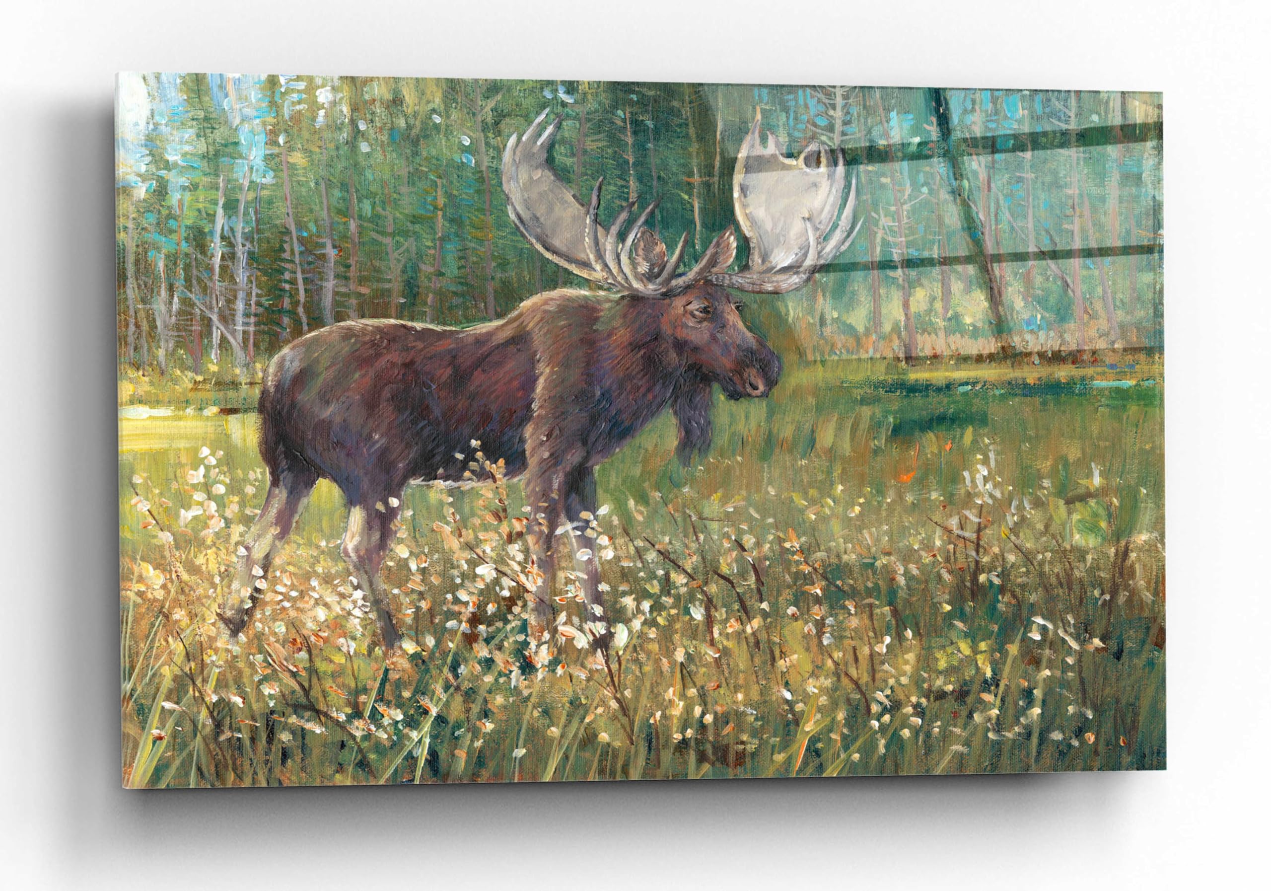 Tim O'Toole 'Moose in the Field' Acrylic Glass Wall Art - 24x16 Inches Modern Wildlife Painting for Living Room, Office & Cabin Decor