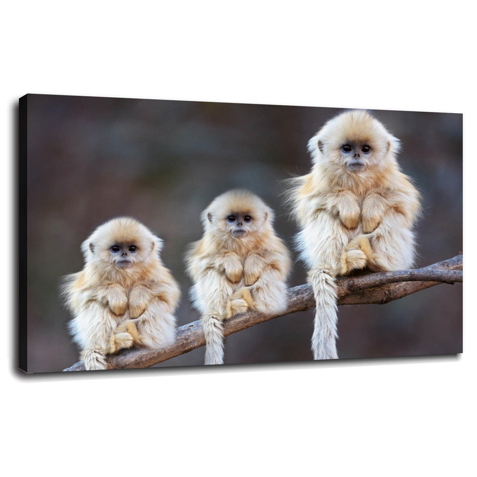 Little Monkey Canvas Wall Art - Framed 20x12 Inches, Nursery & Kids Room Decor, Office Wall Print - Perfect for Bedroom, Playroom & Children's Spaces
