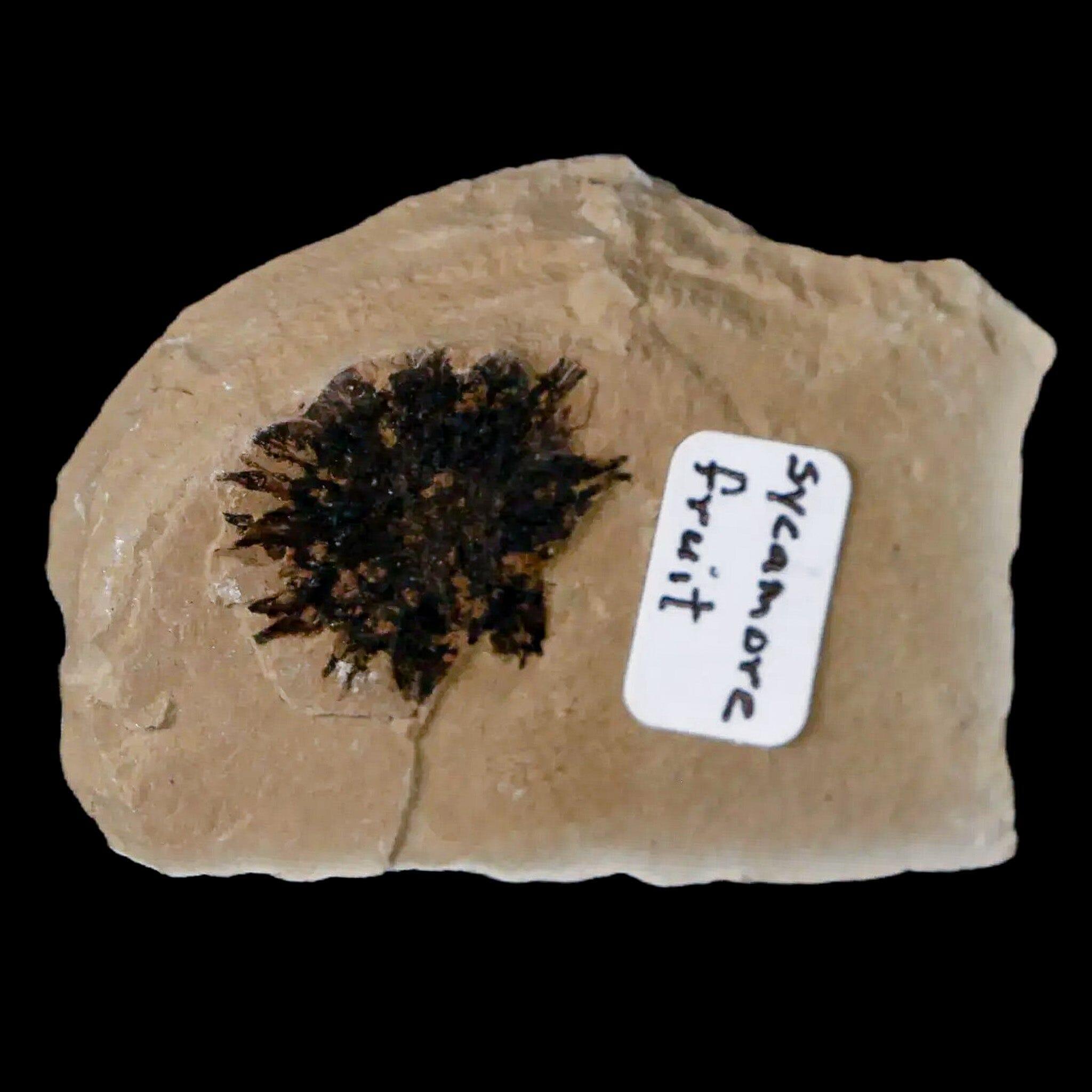 17MM Detailed Fossil Sycamore Fruit Plant - Green River FM, Uintah County UT, Eocene Age - Perfect for Collectors, Education & Home Decor