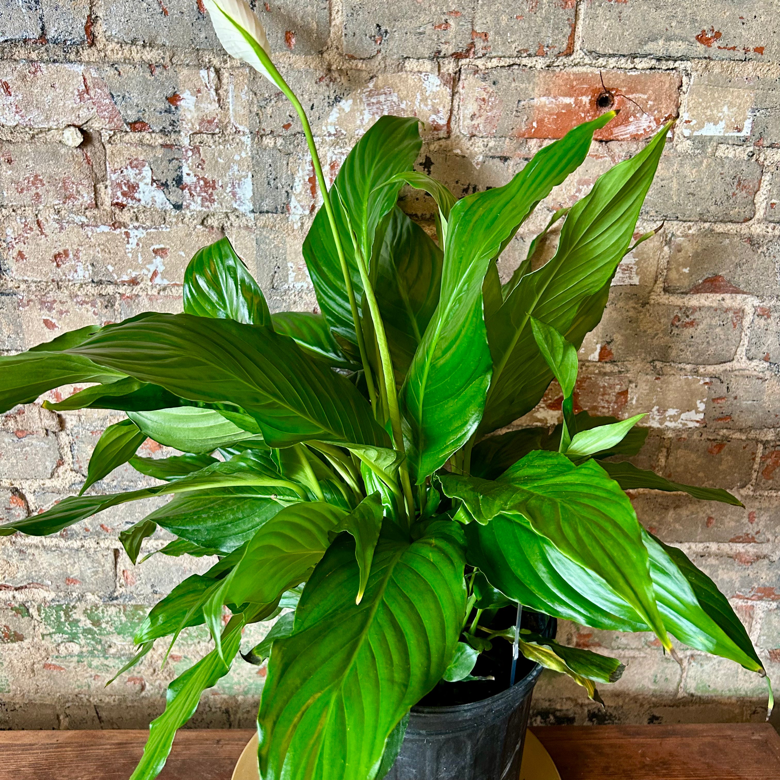 Large Peace Lily Plant - Low Light Indoor Houseplant for Home, Office & Gift Decor - Perfect for Air Purification & Relaxation Spaces