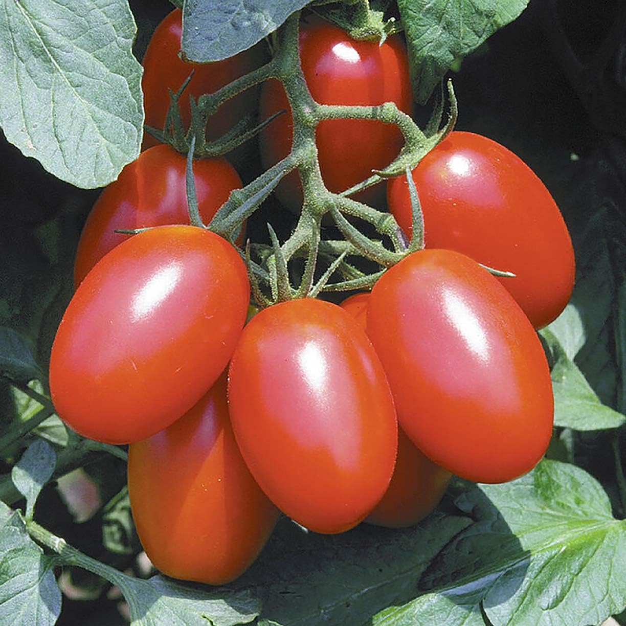Mortgage Lifter Tomato Seeds - Large, Delicious Heirloom Tomatoes for Home Gardening - Perfect for Fresh Salads, Sauces, and Canning