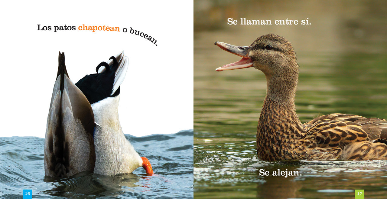 Los Patos 9781640260900 - Ducks Book for Kids, Educational Wildlife Reading - Perfect for Classroom Learning & Nature Enthusiasts