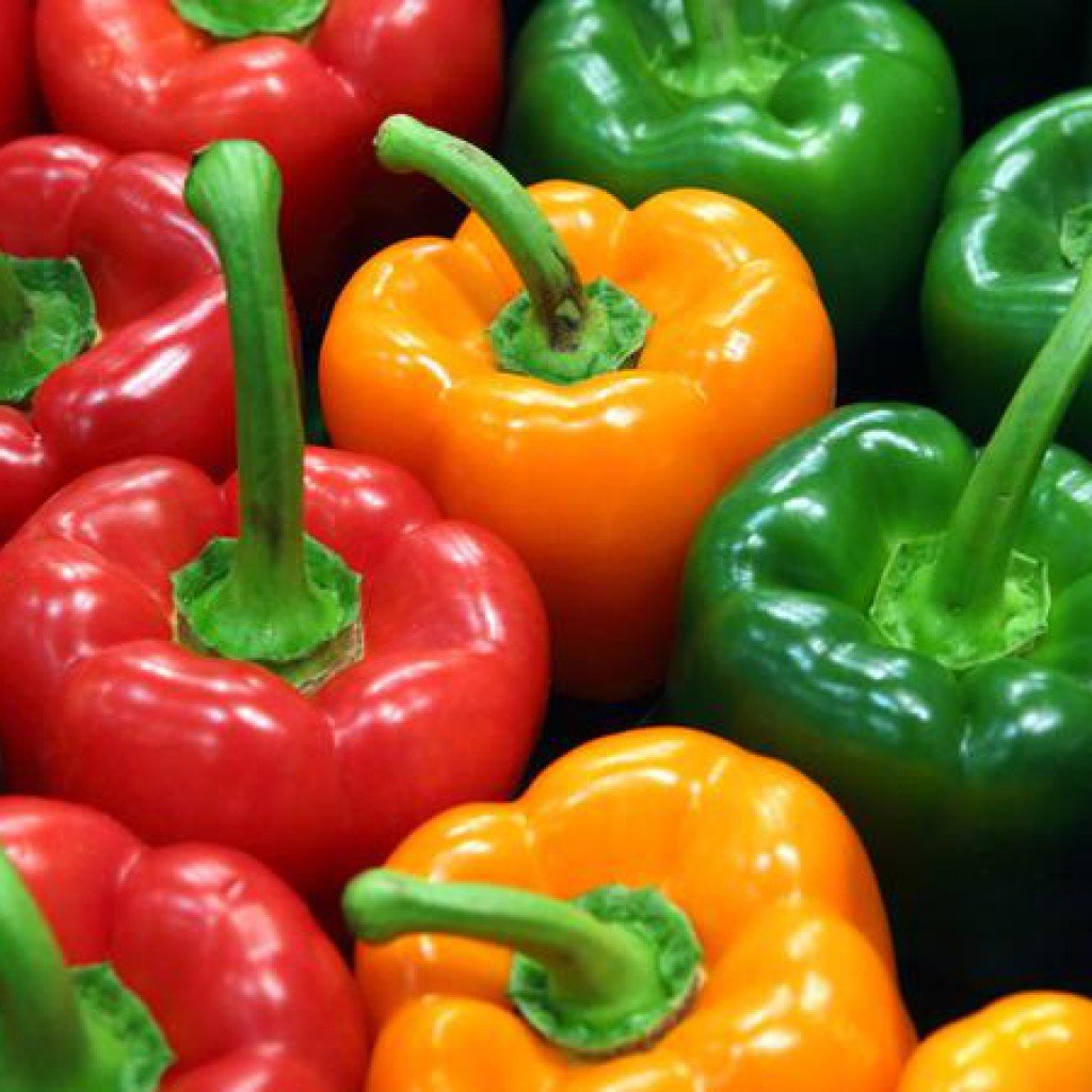 Non-GMO Heirloom Rainbow Sweet Bell Pepper Seeds for Planting - Colorful Mix for Home Gardens, Greenhouses & Urban Farming