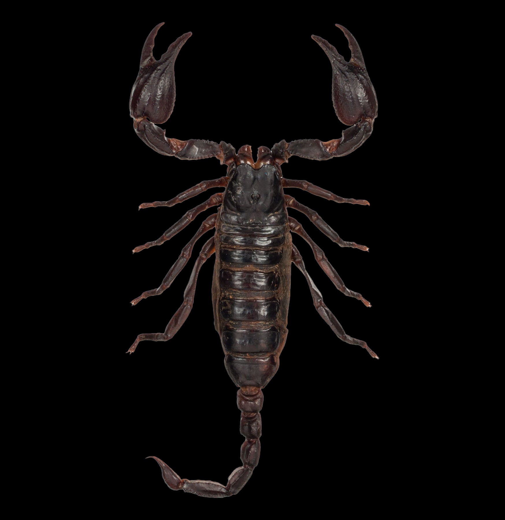 Heterometrus Spinifer Asian Forest Scorpion - Live Pet Scorpion for Exotic Enthusiasts | Perfect for Educational Displays & Terrarium Habitats