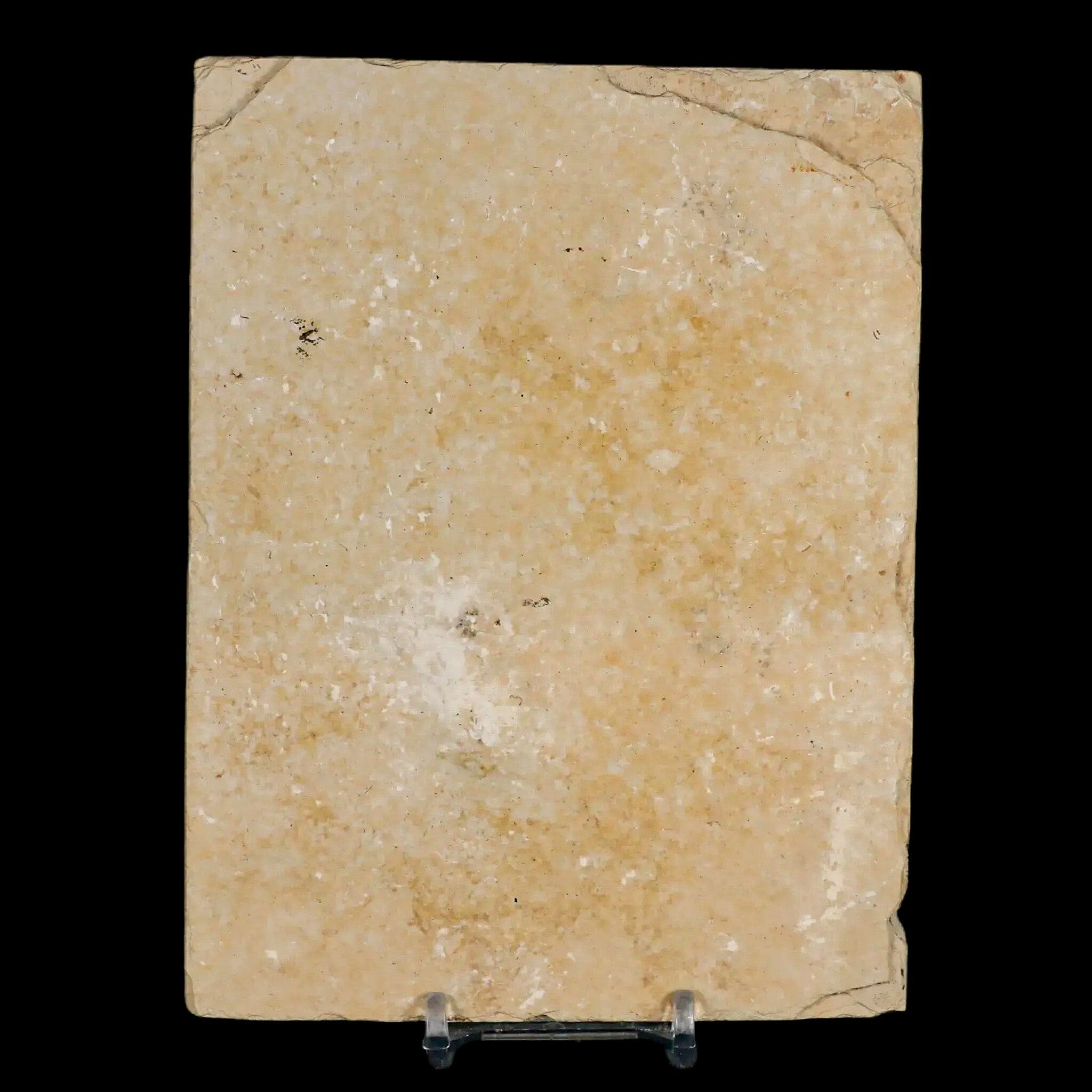 Authentic Knightia Eocaena Fossil Fish from Green River Formation - 3-Piece Eocene Era Collection with COA & Display Stand - Perfect for Science Classrooms, Fossil Displays & Paleontology Gifts