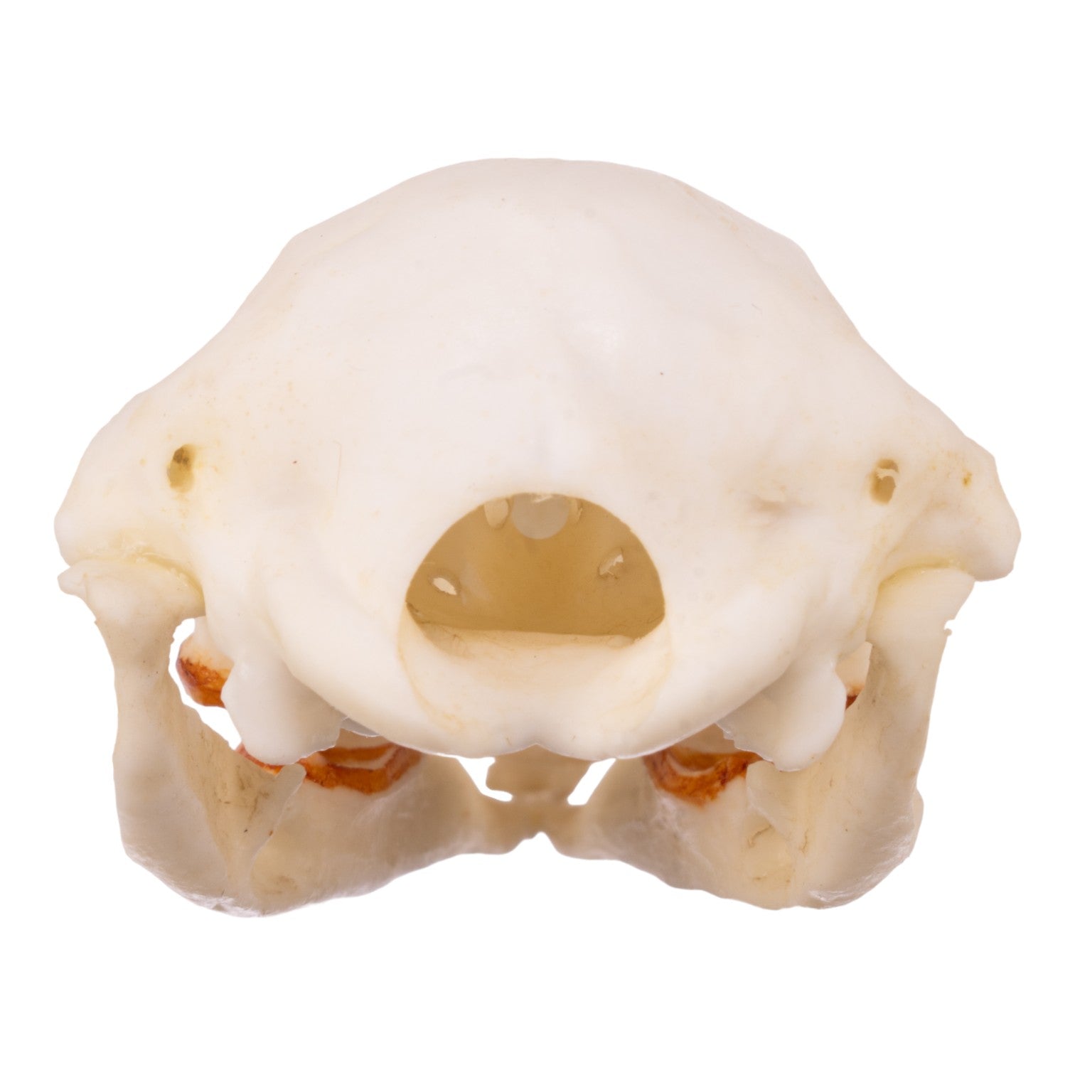 Authentic Platypus Skull Replica - High-Quality Male Specimen for Home Decor, Educational Display & Taxidermy Collection