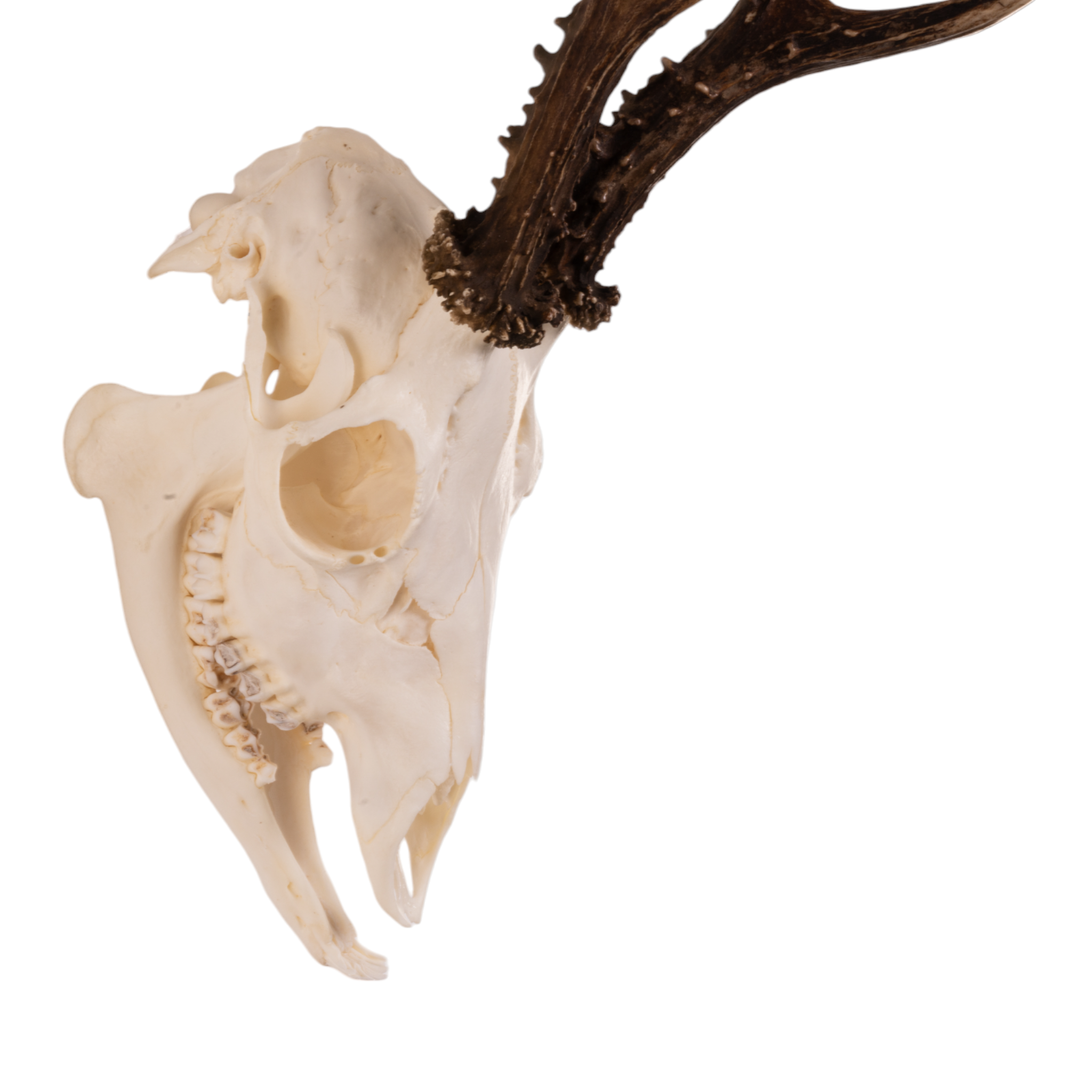 Real Roe Deer Skull with Mandible - European Mount Taxidermy for Home Decor, Hunting Trophy & Gothic Display | Perfect for Cabin, Man Cave & Halloween Decorations