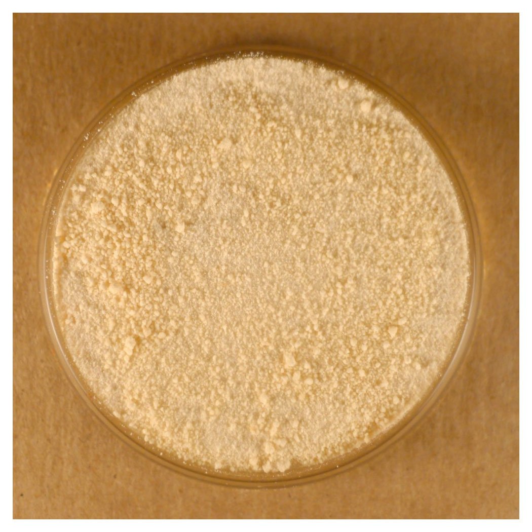 **5 lbs Bulk Honey Powder - Natural Sweetener for Baking, Cooking & Beverages | Perfect for Tea, Coffee & Smoothies**