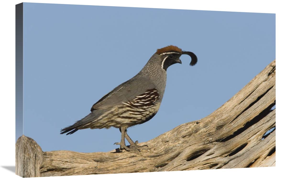 Gambel's Quail Male Canvas Art Print - Santa Rita Mountains Arizona Landscape Wall Decor - 30x20 Inches - Perfect for Living Room, Bedroom & Office Decor