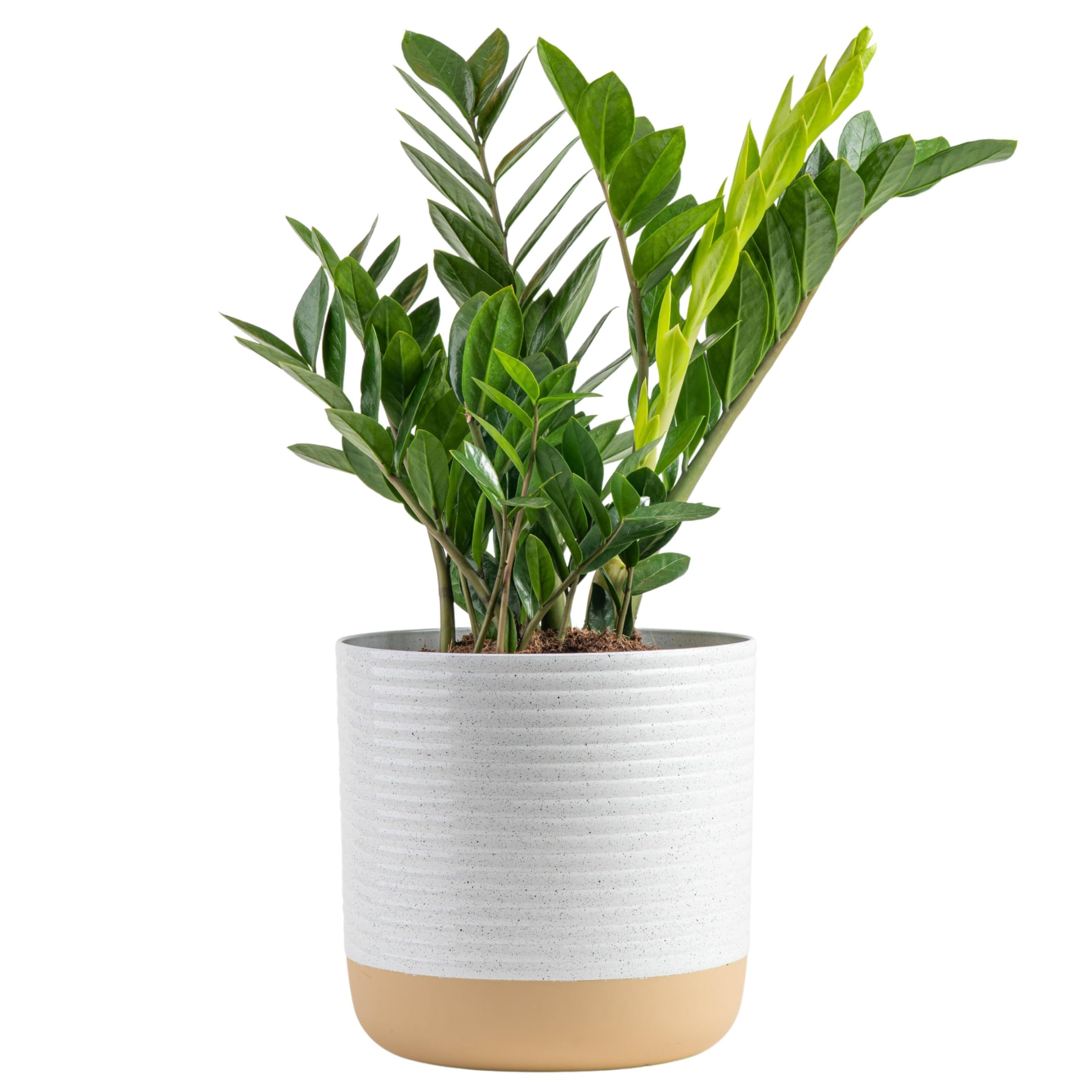 Costa Farms ZZ Plant - 22-Inch Tall Live Indoor Houseplant in Modern Decor Planter | Natural Air Purifier, Low Maintenance & Giftable | Perfect for Home, Office & Spring Decor