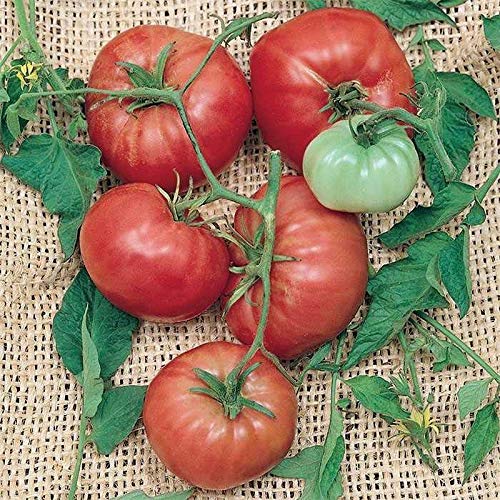 Climbing Trip-L-Crop Tomato Seeds (Italian Tree) - High Yield Heirloom Variety - 25 Seeds for Home Garden, Greenhouse & Vertical Farming - Perfect for Sauces, Salads & Canning