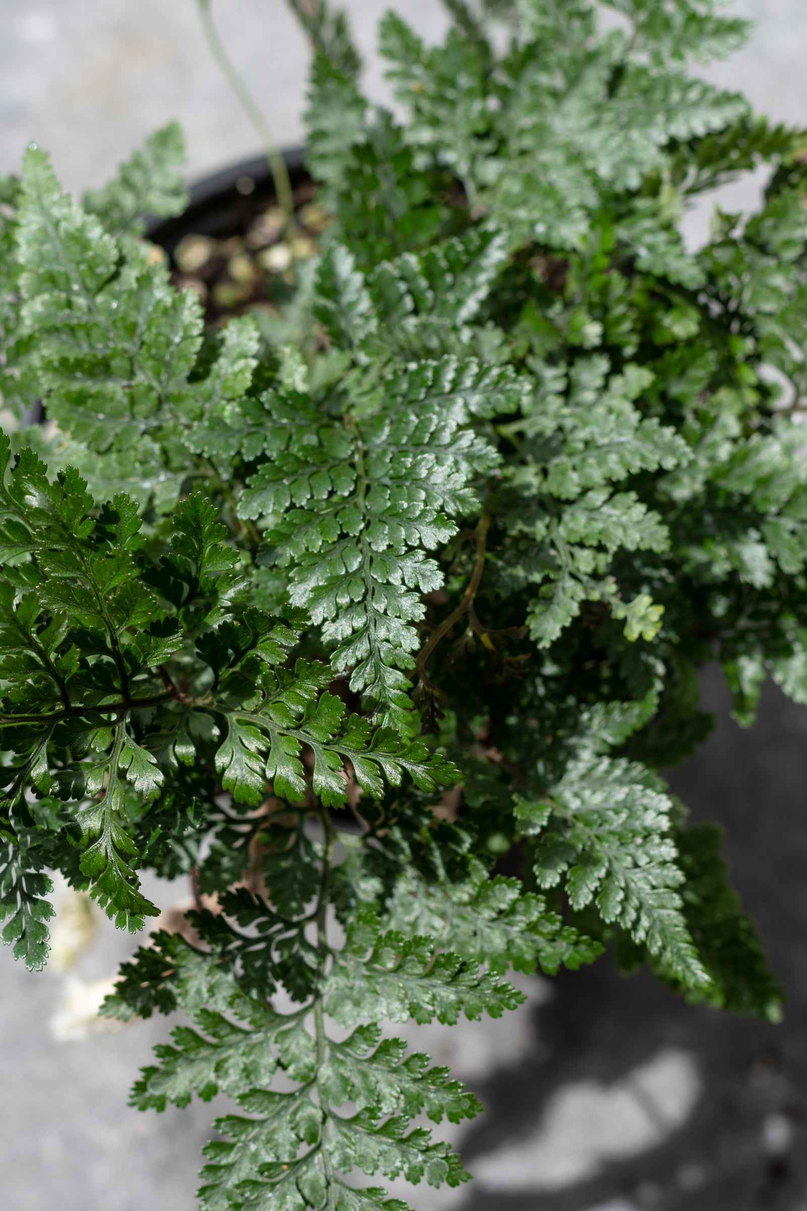 Davallia fejeensis Rabbit Foot Fern - 4 Inch Live Plant for Home & Office Decor | Indoor Hanging Basket, Terrarium, or Shade Garden