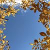 Autumn Yellow