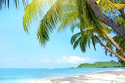 Palm Tree
