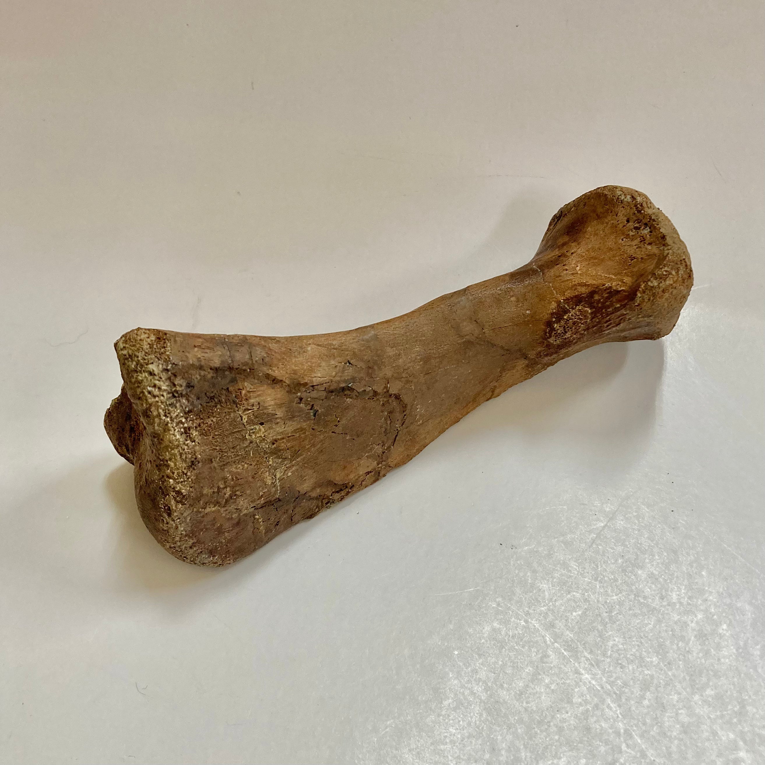 Authentic Thescelosaurus Metatarsal Toe Bone Fossil - Rare Dinosaur Relic for Collectors & Paleontology Enthusiasts | Perfect for Museum Displays, Educational Projects & Home Decor