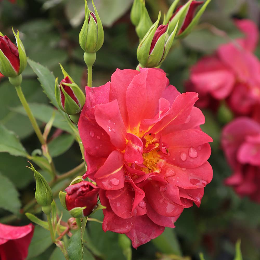 Heirloom Roses Cinco de Mayo Red Orange Floribunda Rose Bush - Live Outdoor Garden Plant for Landscaping, Borders & Container Gardening