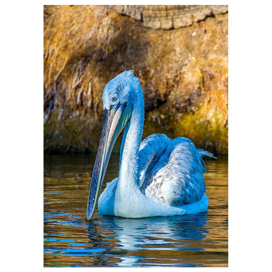 Sunrise Pelican Fine Art Birthday Greeting Card - Happy Birthday Inside - Perfect for Beach Lovers & Nature Enthusiasts