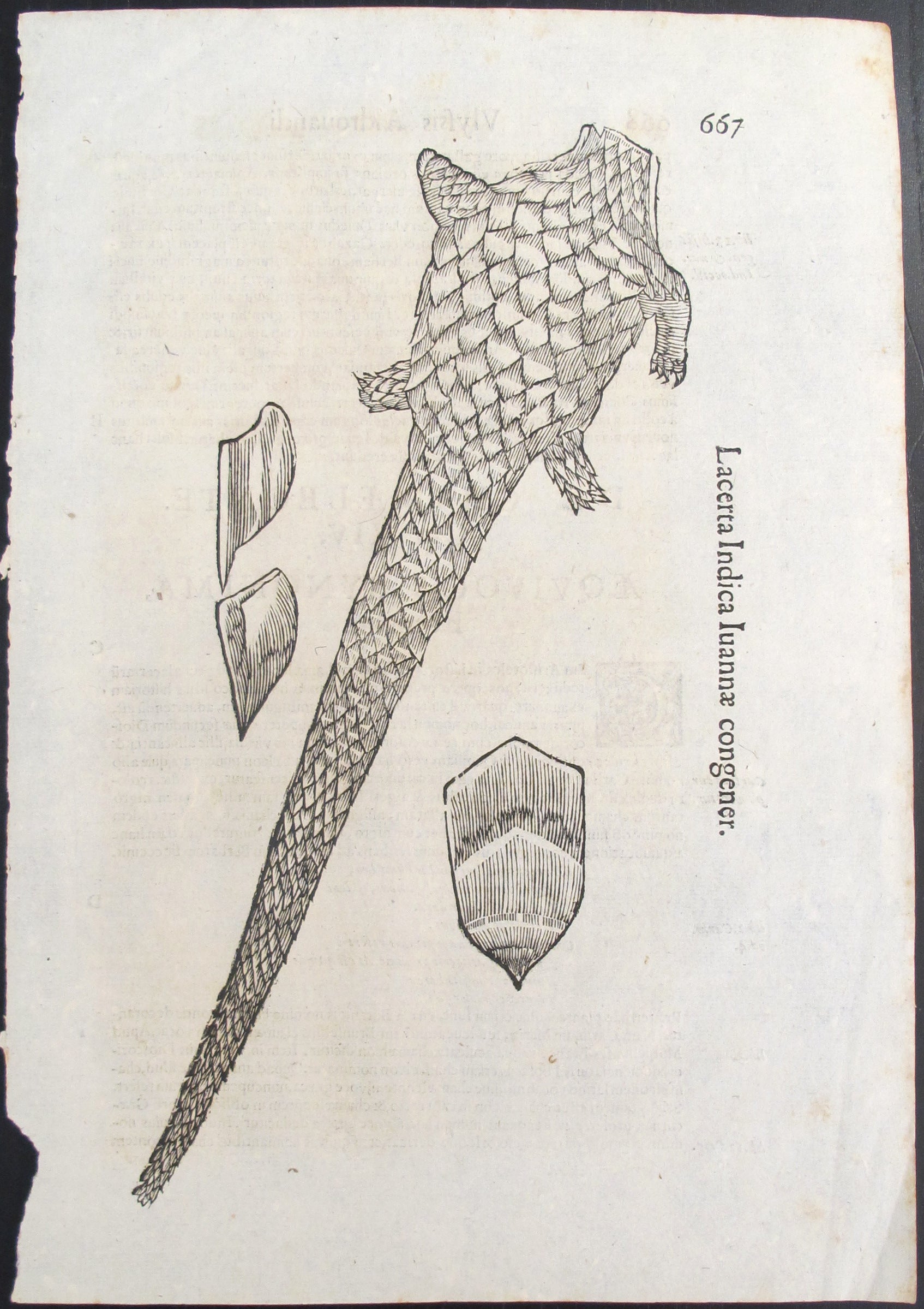 17th Century Italian Vintage Lacerta Indica Iuannae Congener (p.667-668) Antique Book Page - Hand-Colored Steel Engraving - Perfect for Home Decor, Art Collectors & Renaissance Style Interiors