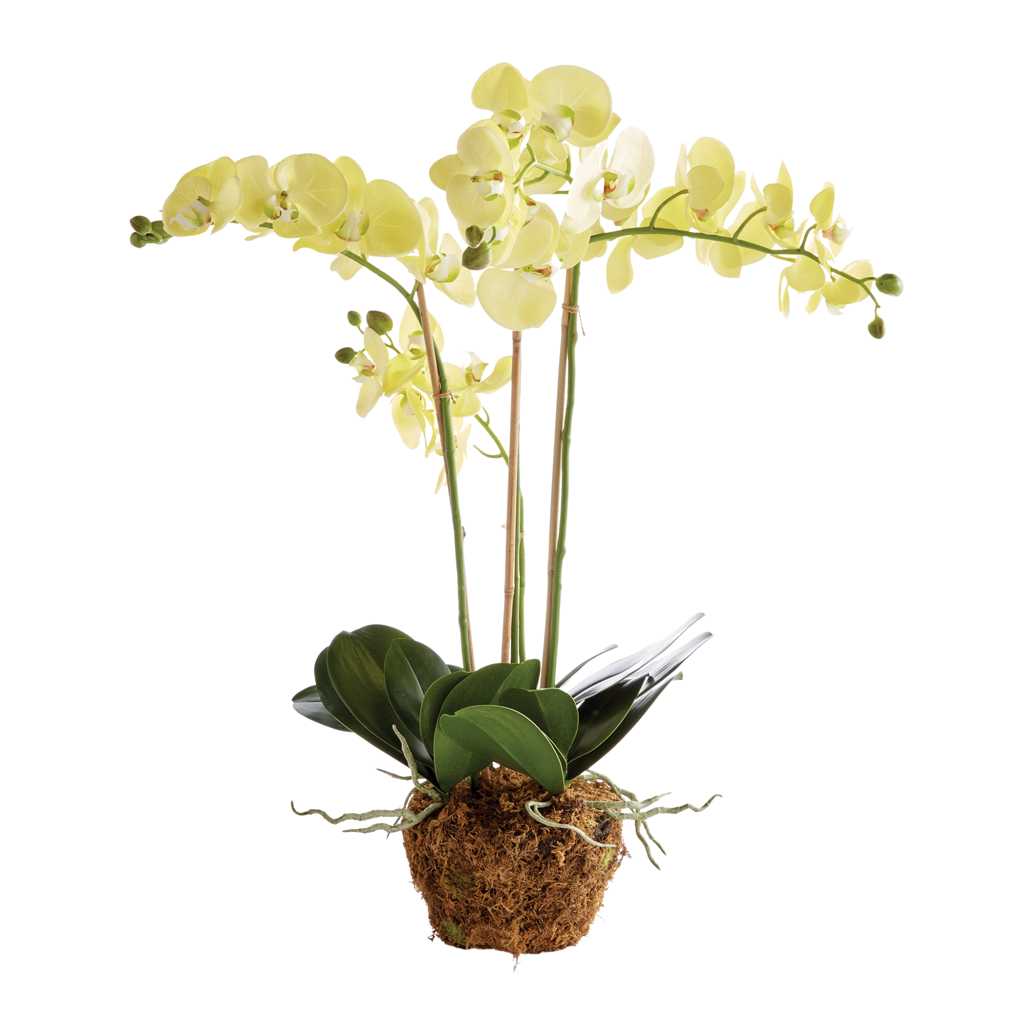 30 Faux Phalaenopsis Orchid Drop In - Artificial Silk Orchid Flowers for Home Decor, Wedding Centerpieces & Office Arrangements