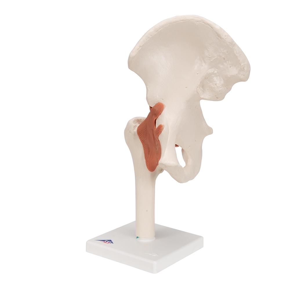 Functional Hip Joint Model - Anatomical Medical Demonstration Tool for Students & Professionals | Perfect for Classroom, Lab & Physical Therapy Training