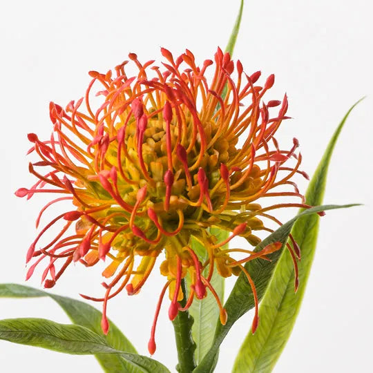 Buy Protea Leucospermum Orange - Exotic Cut Flowers for Wedding Bouquets, Home Decor & Floral Arrangements