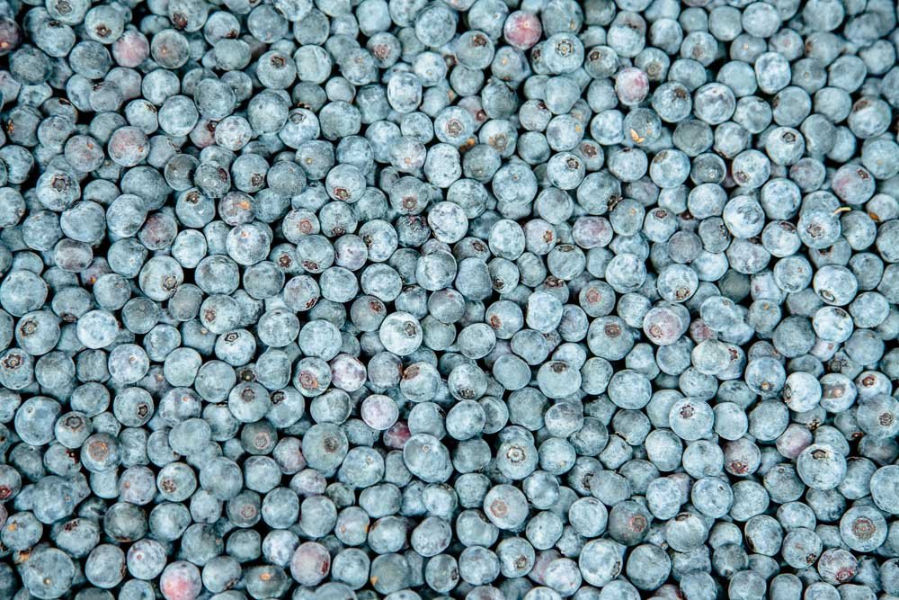 PERFECT PLANTS Powder Blue Blueberry Live Plant - 1 Gallon Size, Fresh Green Foliage | Ideal for Home Gardens, Landscaping & Fresh Berry Harvesting