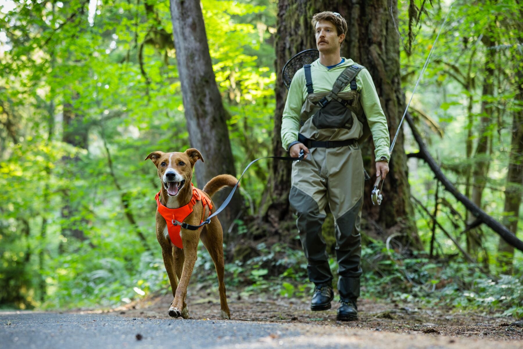 Ruffwear® Web Master™ Multi-Purpose Harness with Handle & Anti-Pull System - River Rock Green - Perfect for Hiking, Running & Outdoor Adventures with Your Dog
