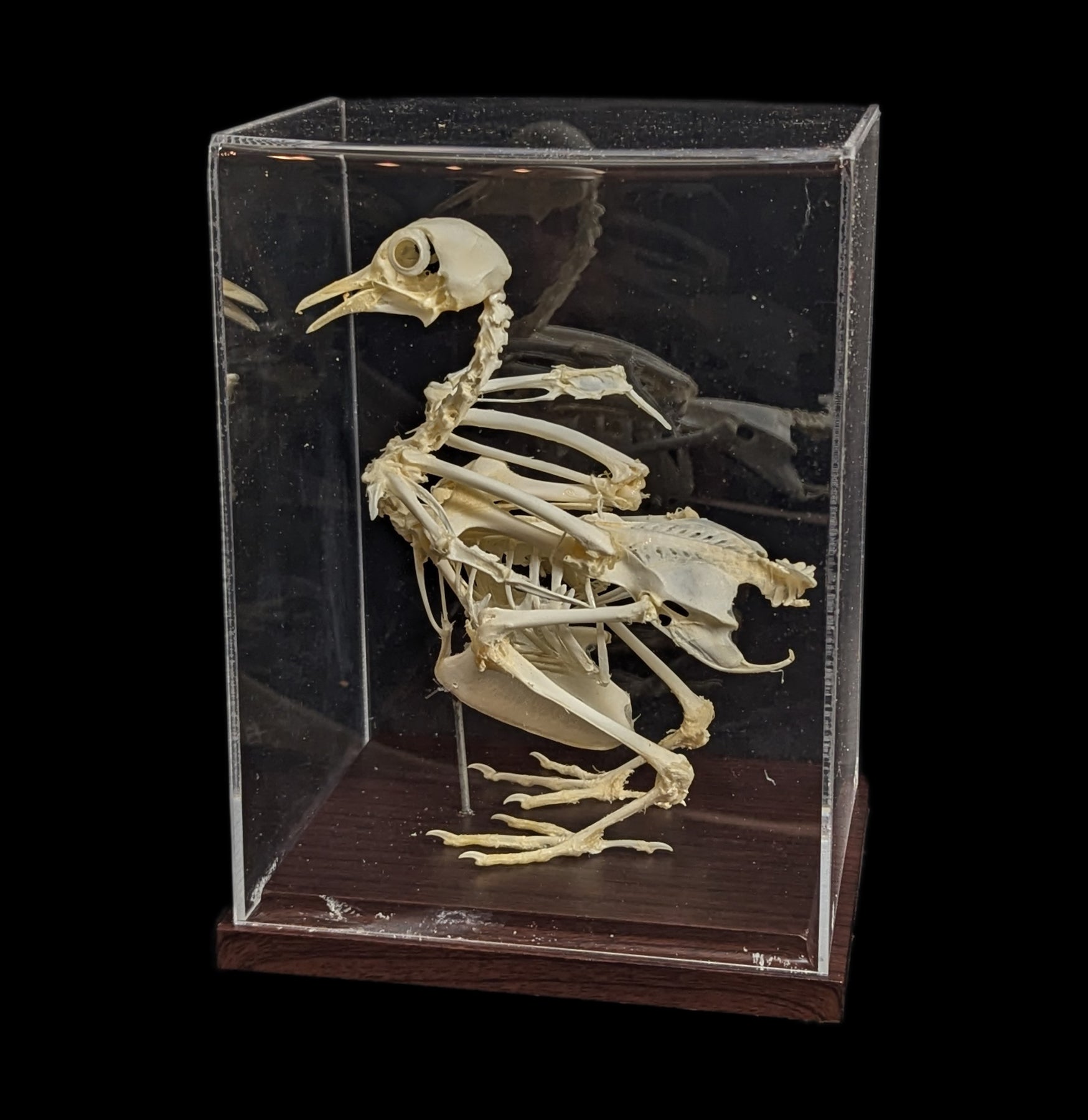 Articulated Pigeon Skeleton - Realistic Bird Anatomy Model for Science Education, Halloween Decor & Gothic Display - Perfect for Classrooms, Labs & Dark Aesthetic Home Decor