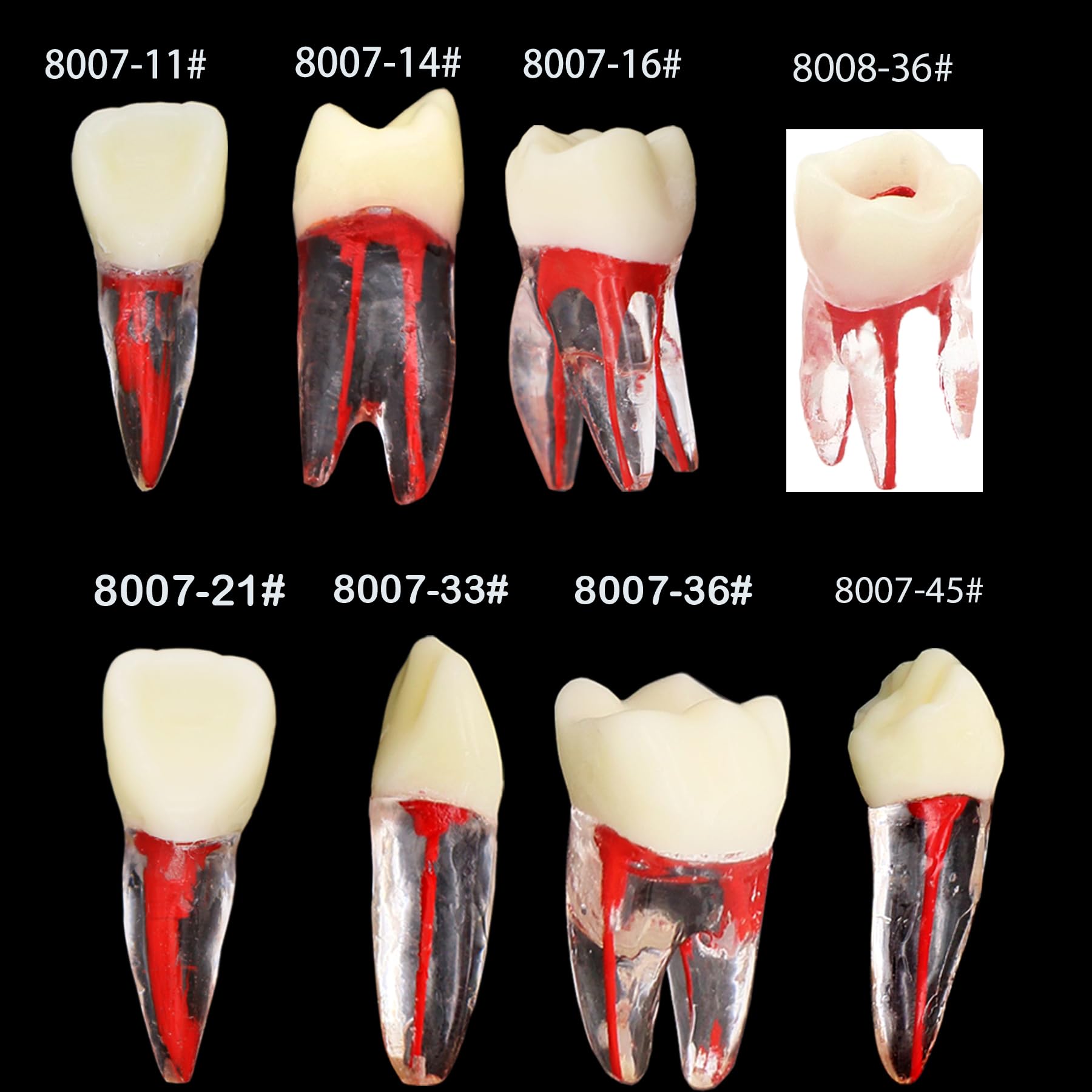 8Pcs Dental Root Canal Model Endodontic File Kit for RCT Practice, Teaching & Study - Perfect for Dental Students, Professionals & Training Clinics