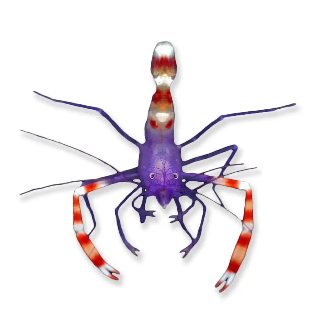 Blue Coral Banded Shrimp - Saltwater Aquarium Cleaner for Reef Tanks, Nano Tanks & Marine Ecosystems | Perfect for Coral Cleaning & Algae Control