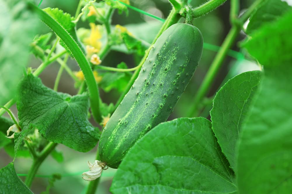 Organic Spacemaster Cucumber Seeds - 100+ Heirloom Non-GMO Seeds (Cucumis sativus) | 85% Germination Rate | Perfect for Home Gardens, Containers & Vertical Gardening
