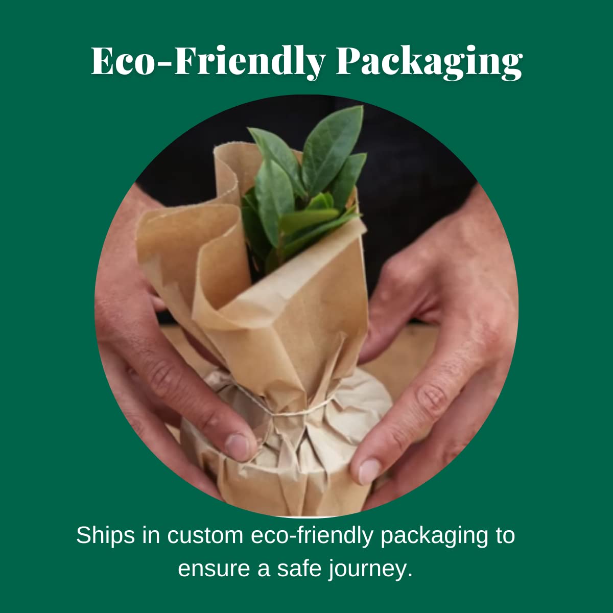 Elephant Bush Succulent Plant - 6 Inch Live Indoor Houseplant | Easy Care Low Maintenance | Natural Home Office Décor | Perfect Gift for Plant Lovers | Includes Free Care Guide | Ideal for Desks, Shelves & Small Spaces