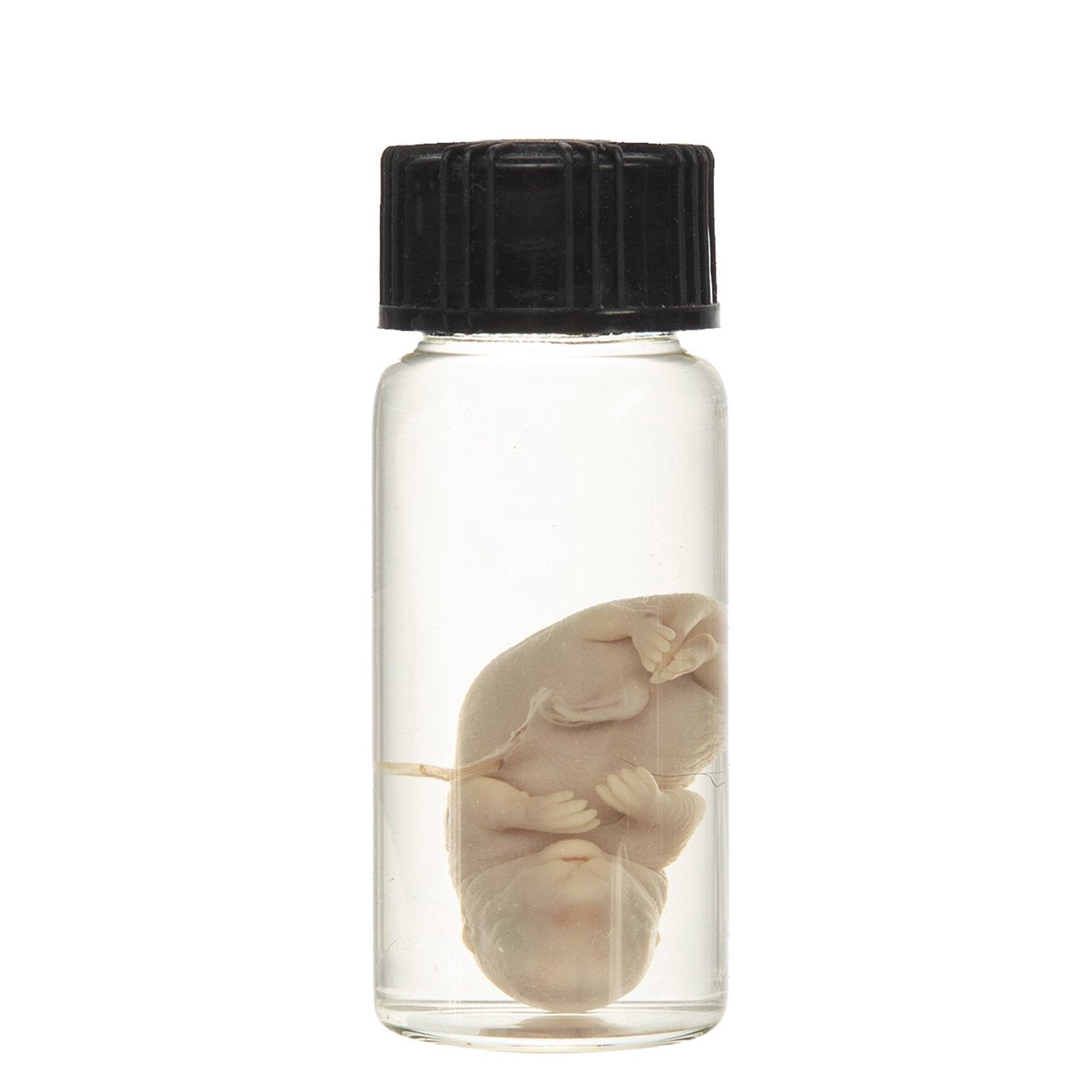 Real Squirrel Wet Specimen - Fetal (Single) - Perfect for Biology Study, Taxidermy Collection & Science Classroom Display