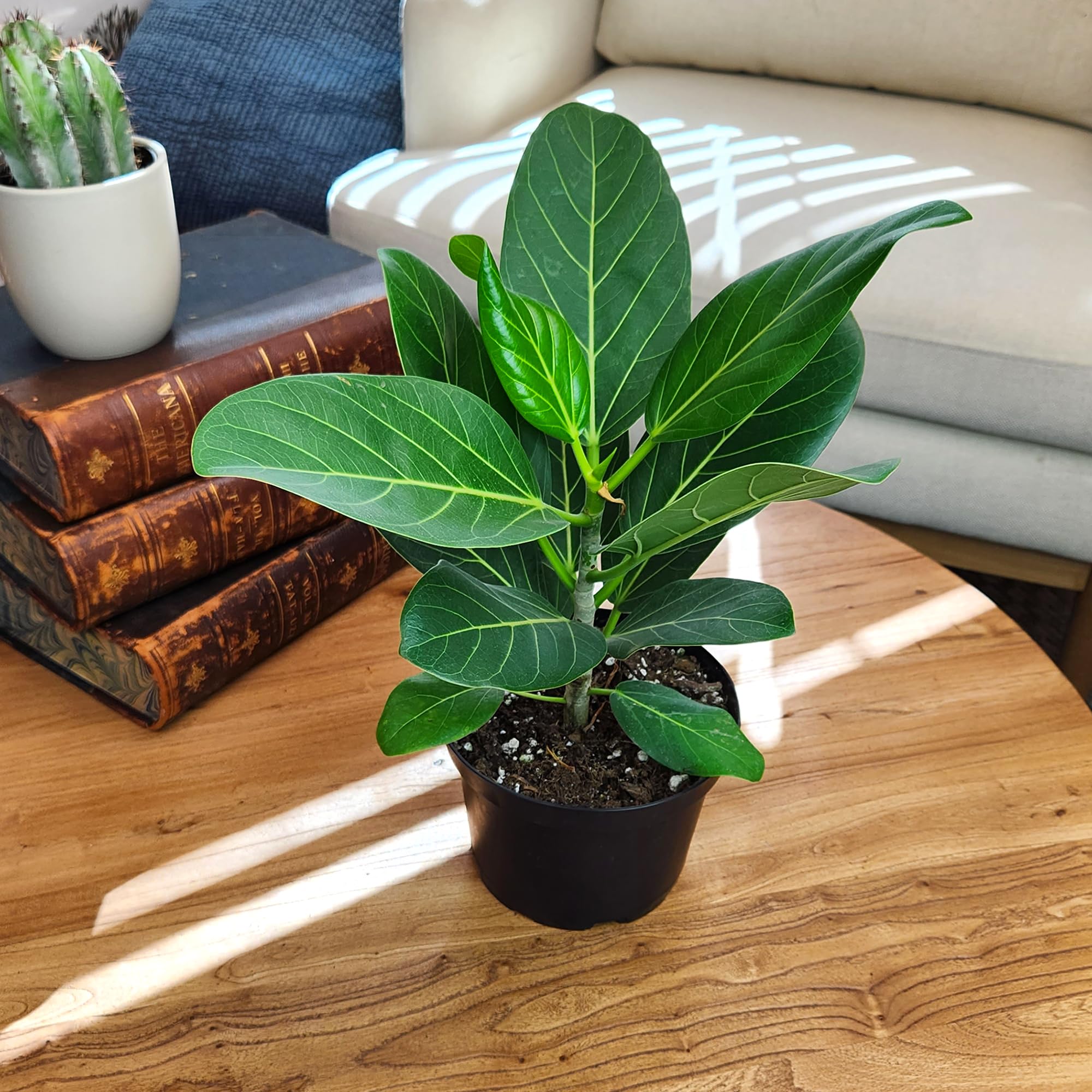 Audrey Ficus Tree Live Indoor Plant - 16