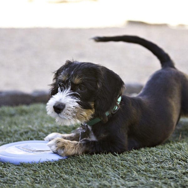 KONG Puppy Flyer Dog Toy - Durable Fetch & Chew Toy for Small Dogs - Perfect for Outdoor Play & Training
