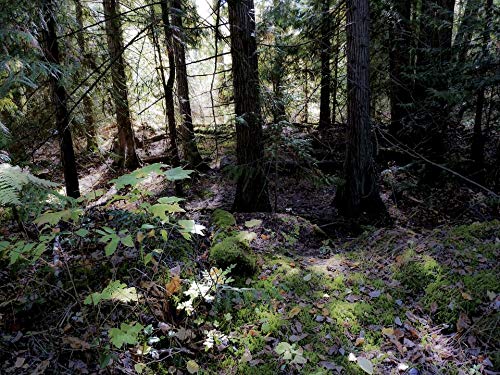 20x30 Inch Laminated Magic Forest Mystical Tree Poster - Vibrant Colors & Vivid Imagery - Perfect for Home Decor, Bedroom & Office Wall Art - Fits Standard Frames