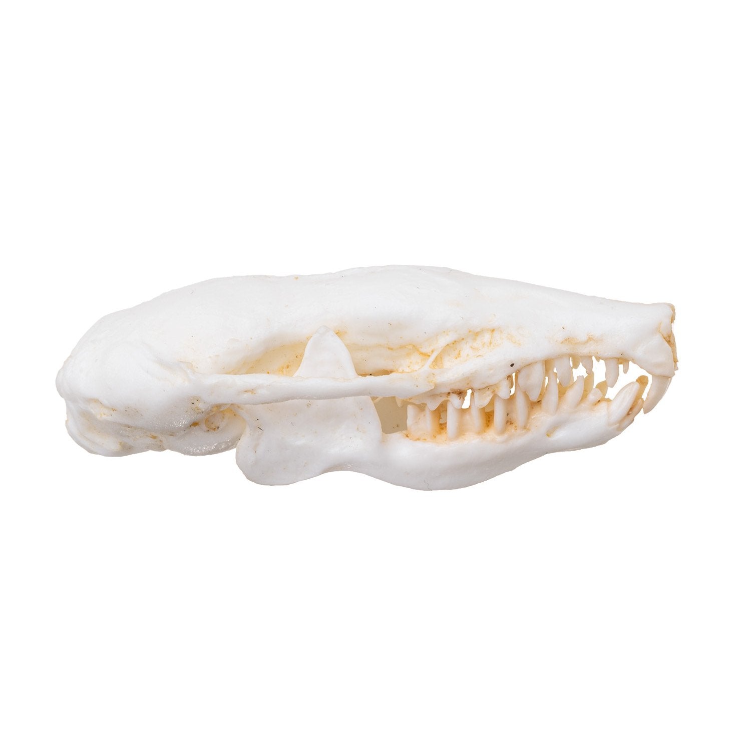 Authentic Replica Eastern Mole Skull - High-Quality Animal Skull Model for Science Education, Biology Study & Taxidermy Display - Perfect for Classroom, Museum & Home Decor