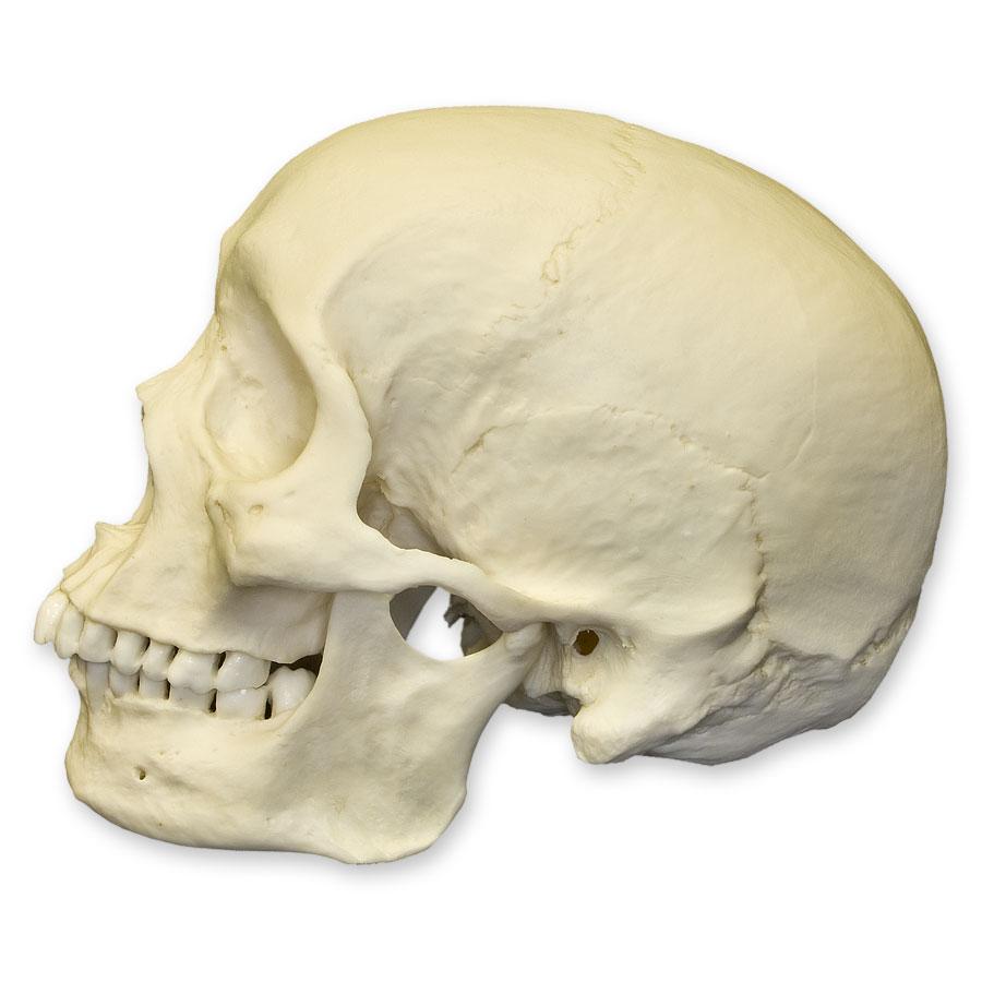 Authentic Replica African Male Human Skull - Perfect for Halloween Decor, Medical Education & Anthropology Studies