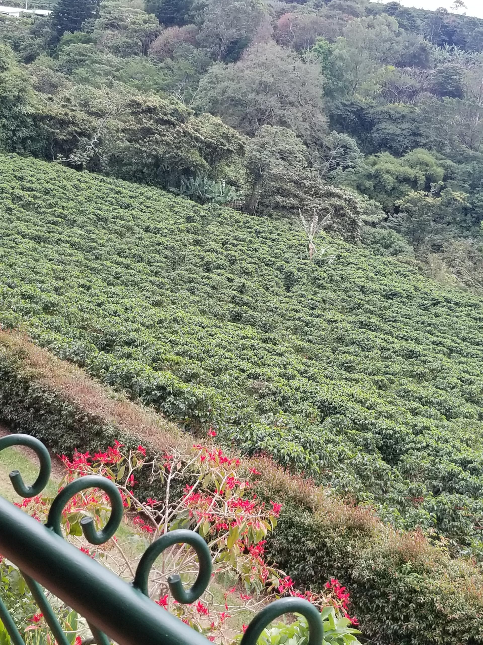 3lbs Unroasted Green Coffee Beans - Costa Rica Tarrazu Single Origin - Premium Raw Coffee Beans for Home Roasting - Perfect for Espresso, French Press & Cold Brew - Martini Coffee Roasters