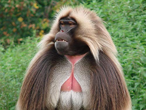 20x30 Inch Laminated Wildlife Monkey Poster - Vibrant Colors & HD Print - Perfect for Home Decor, Dorm Room, Office Wall Art - Frames Not Included