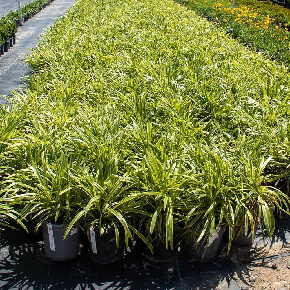 Brighter Blooms Variegated Liriope Plant - 1 Gallon Potted Perennial Grass for Landscaping - Drought Tolerant Ground Cover for Gardens, Borders & Containers (No Shipping to Arizona)