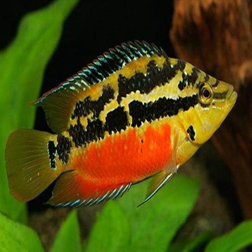 Salvini Cichlid (Cichlasoma Salvini) - Live Freshwater Aquarium Fish for Tropical Tanks & Cichlid Enthusiasts
