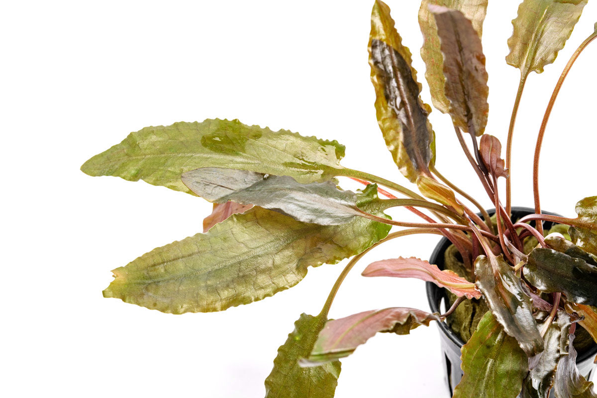 Cryptocoryne Hudoroi Live Aquarium Plant - Easy Care Aquatic Plant for Fish Tanks & Aquascaping | Perfect for Freshwater Aquariums, Shrimp Tanks & Planted Tanks