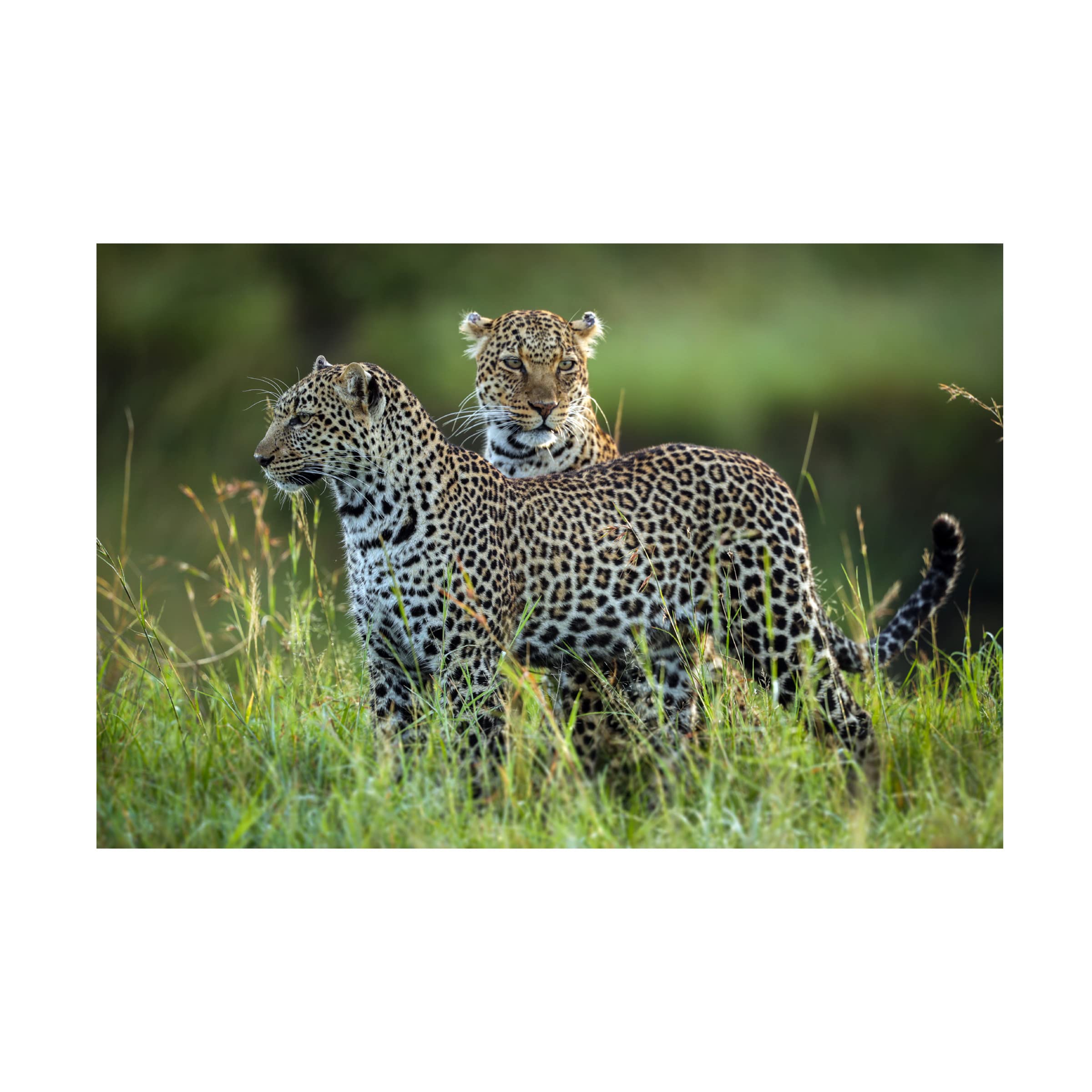 Trademark Fine Art 'Leopard Family' Canvas Wall Art Print by Roshkumar - Perfect for Living Room, Bedroom & Office Decor