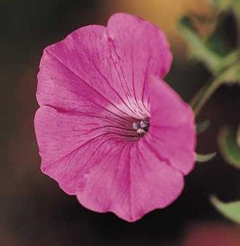 Petunia Spreading Tidal Wave Hot Pink 1000 Seeds - Fast Growing Flower Seeds for Garden Beds, Hanging Baskets & Landscaping
