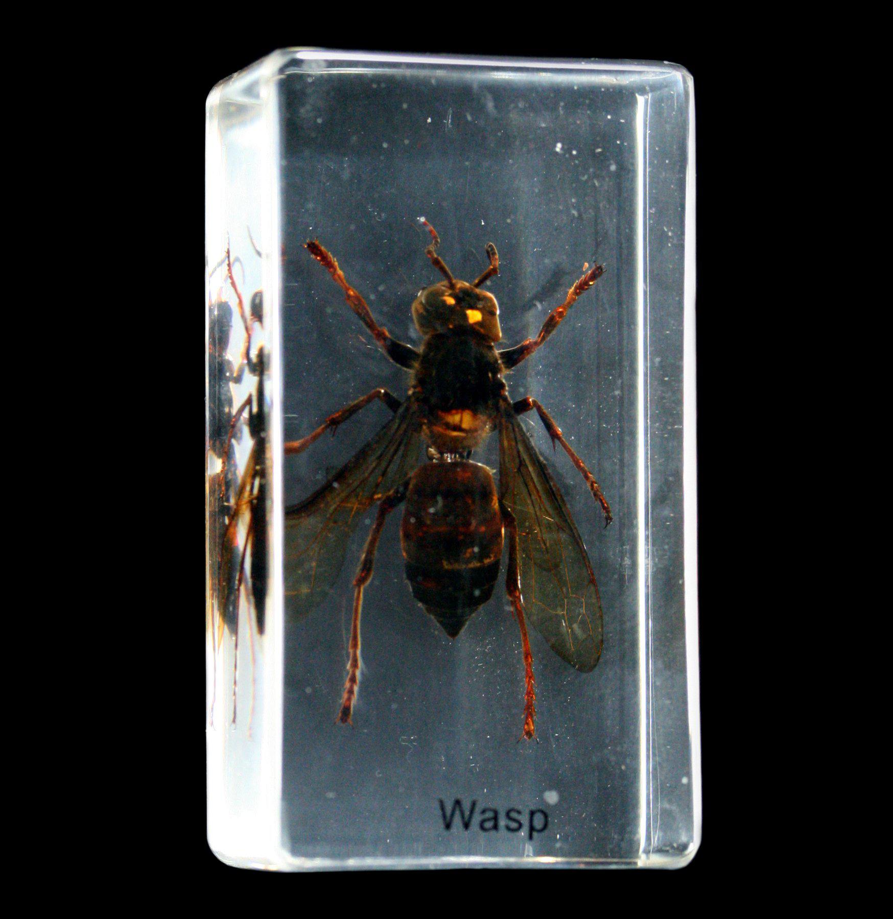 Wasp Repellent Spray - Natural & Effective Wasp Killer for Outdoor Use - Safe for Home, Garden, and Patio - Keep Wasps Away from BBQ, Picnic, and Camping Areas