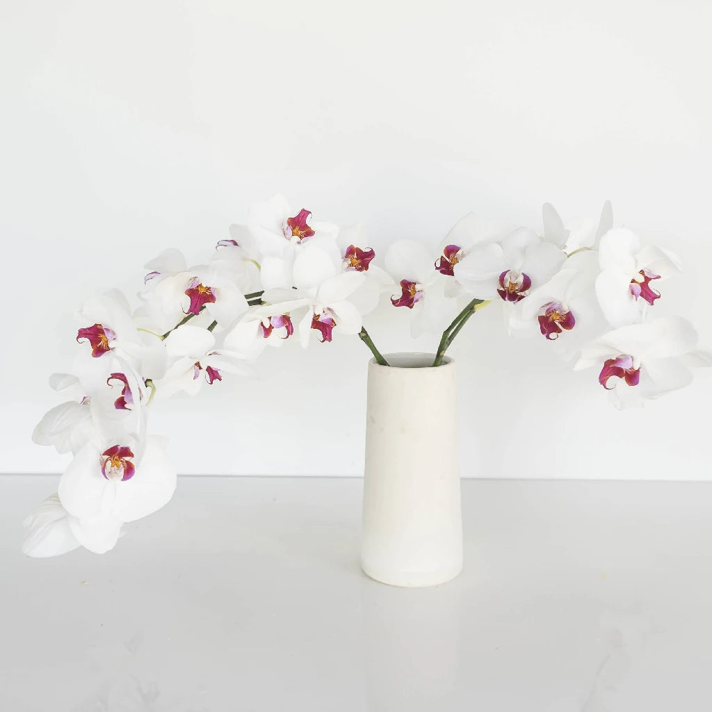 Blush Princess Phalaenopsis Orchid - Elegant Pink Orchid Plant for Home Decor, Wedding Centerpieces & Office Beautification