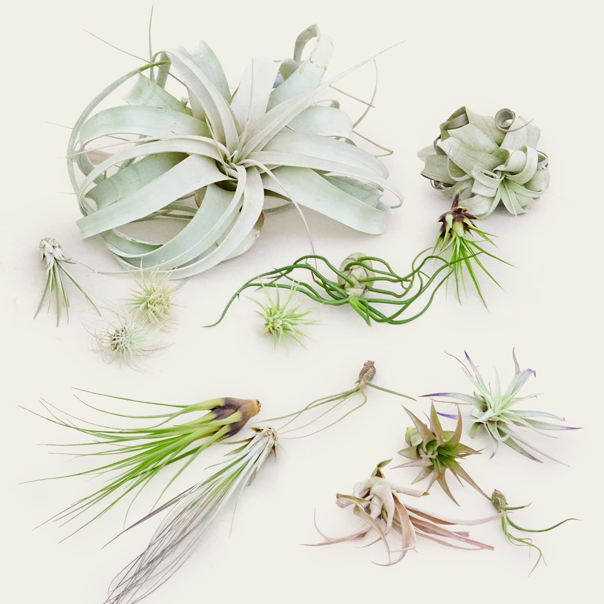 Tillandsia Air Plant Box (5PK) - Low Maintenance Indoor Plants for Home & Office Decor - Perfect for Terrariums, Wall Displays & Gifts