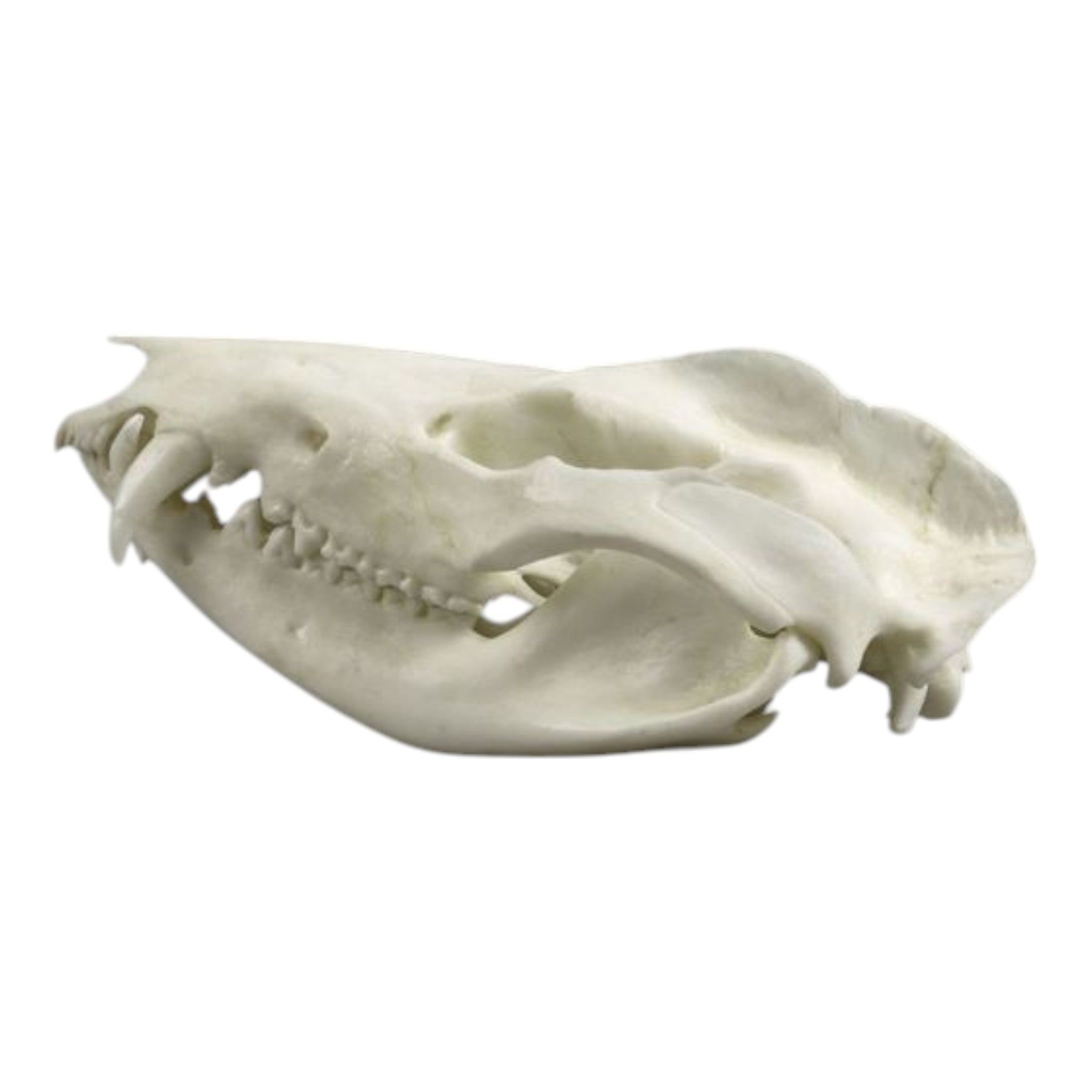 Authentic Replica American Opossum Skull - High-Quality Educational Specimen for Science Class, Halloween Decor & Taxidermy Display